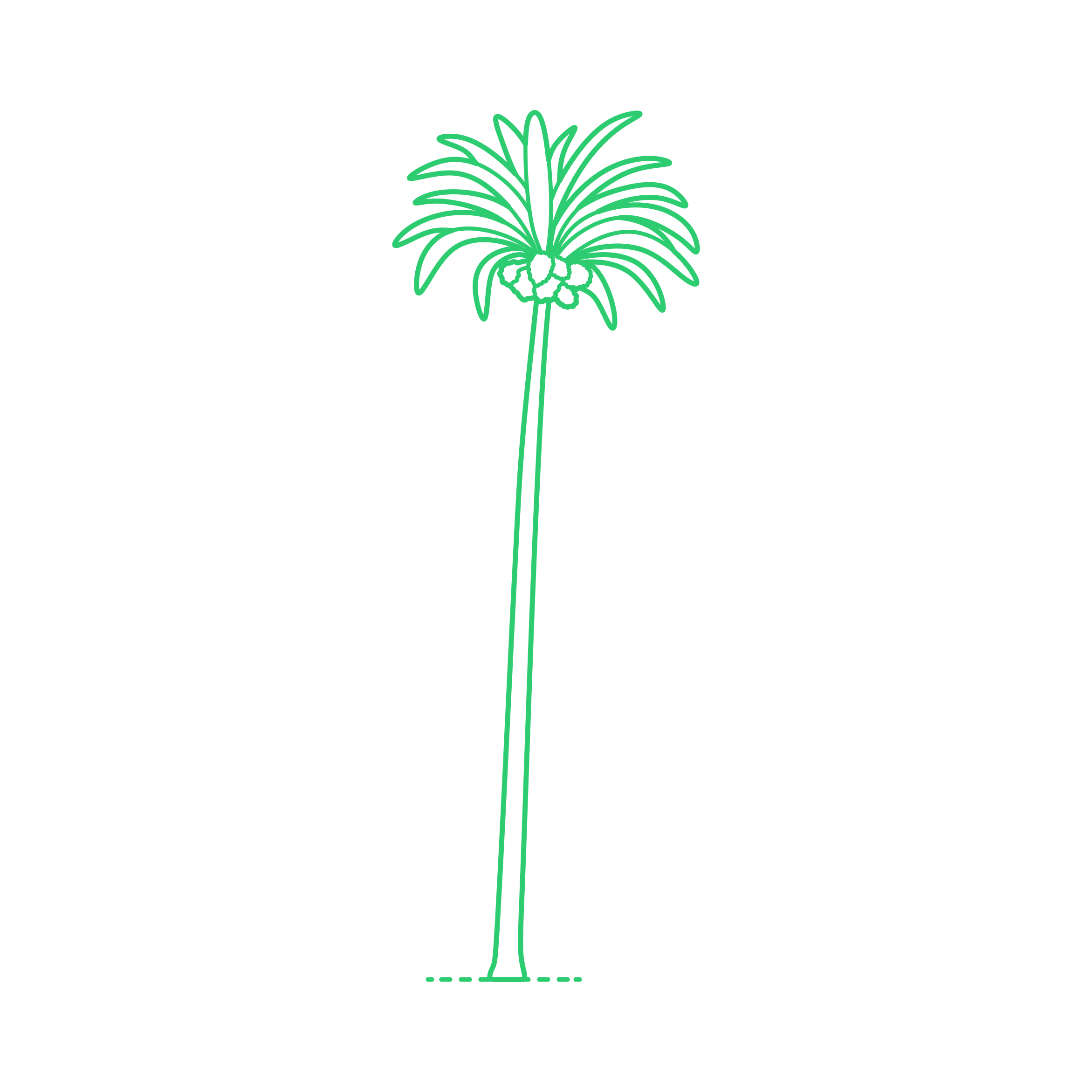 Plants Palms Date Palm Line Tracing Svg Vector Free Vectors